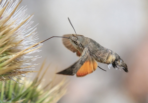 Macroglossum stellatarum – European hummingbird hawk-moth